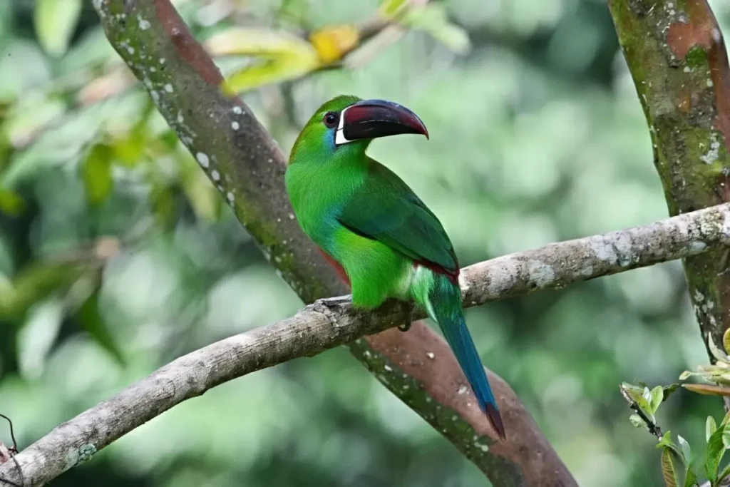Tucanillo verde