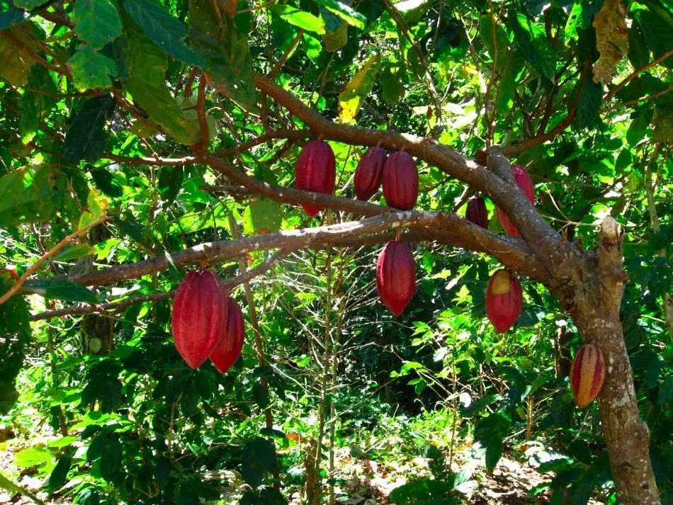 cacao-chamanica